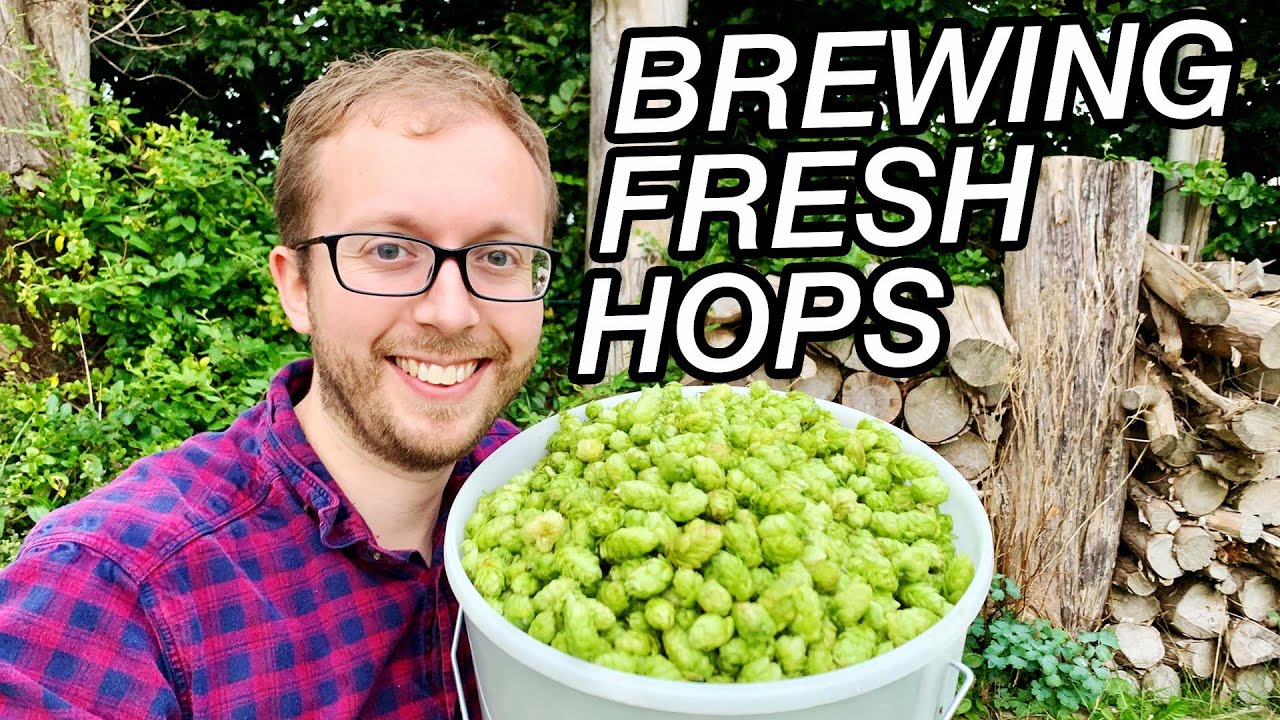 How to Brew with Fresh Hops