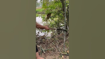 Tôi làm con dao quắm phát rẫy bằng thép vòng bi Thụy điển chặt cây tre như chặt chuối vậy