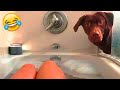 Funniest Cats And Dogs videos 2022  - Funny Animal Videos 😃