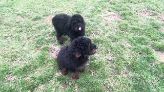 Phantom Miniature Poodle Puppies for sale in Michigan