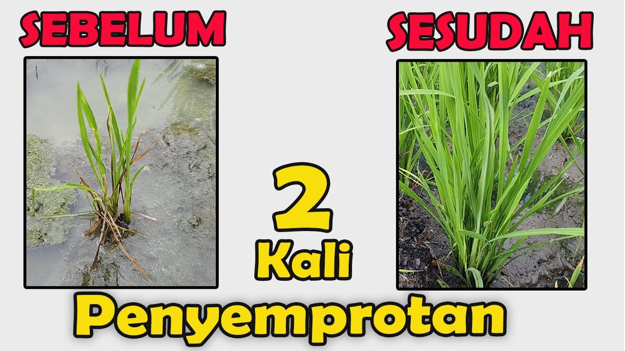 CARA MENGATASI TANAMAN PADI YANG PERTUMBUHANNYA KERDIL