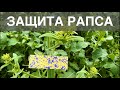 Защита озимого рапса