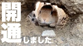 トンネル開通しました　No.1088