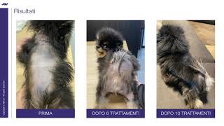 Boghi, volpino di Pomerania con Alopecia X