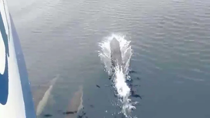 PORPOISE Swimming in Ocean