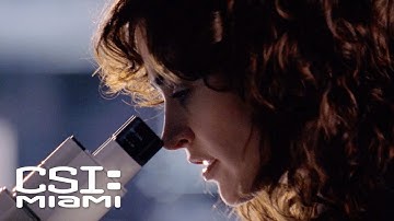 Prints on the Champagne Bottle Lead to Questioning