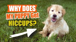 WHY Does MY PUPPY Get HICCUPS?🐶🤔 by Veterinary Network 94 views 2 weeks ago 5 minutes, 15 seconds
