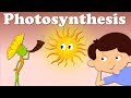 The Science of Photosynthesis in Plants