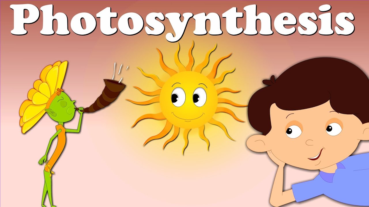 clipart photosynthesis - photo #40