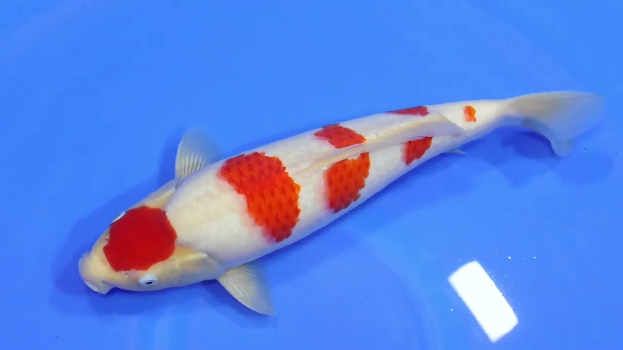 No. 10 Kohaku 42 cm | Mini Event #1: Kohaku Saito (KKC Vol. 2