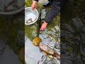 Bare Hands Catfish Catching in Mountain Streams!! Catfishing 🎣 So many Catfish 🔥😲.