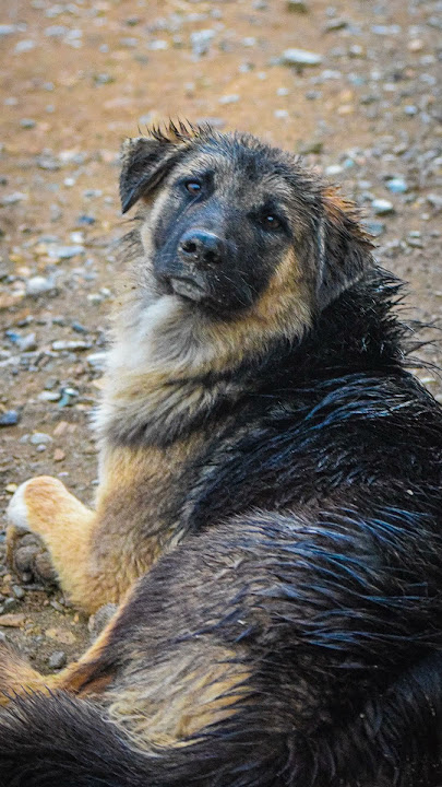 Taking a photo of a dog in the rainسگ مظلوم #streetphotography #photography #dog #cat #animals #سگ
