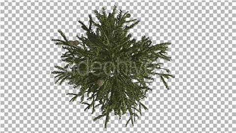 Monkey Puzzle Crown Top Down Cones Coniferous | Motion Graphics - Envato elements