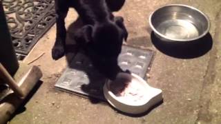 Finzi the sick dog is getting better by Pete the Vet 1,796 views 11 years ago 57 seconds