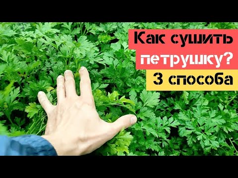 Как сушить петрушку на зиму в домашних условиях