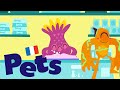 Pets in french   learn french