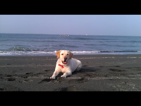 看胖皮在海邊的沉靜姿態(2013/2/10)