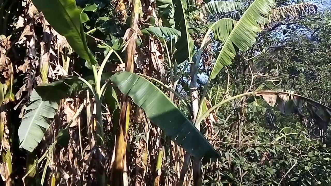 La hoja de plátano que cura y como trabajarla en el aula YouTube