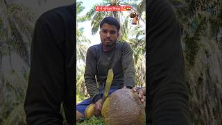 नारियल 🫡 #Malaysia #TDM #indiareelscompany  #salman #shortvideo