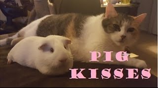 Affectionate Guinea Pig Hanging Out with a Cat