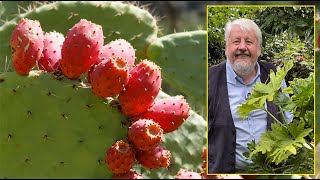 FIGUIER DE BARBARIE CACTUS INVASIF MAIS UTILE MENACÉ PAR LA COCHENILLE… Le Quotidien du Jardin N°251