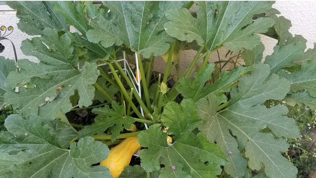Garden Of Eaten Update (My Container Garden)
