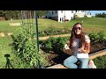 How to plant lettuce in a square foot garden