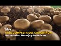 Guía Completa del Champiñón: Variedades, Manejo y Beneficios - TvAgro por Juan Gonzalo Angel