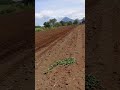 Siembra de sorgo Nagarote Nicaragua