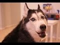 Cães fala engraçado tentando dizer &quot;Olá&quot; Compilation fevereiro 2015 [HD 720p]