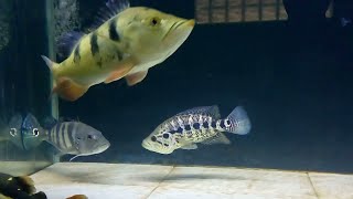 peacock bass vs jaguar cichlid | bass | cichla tank | Tawuran ikan predator
