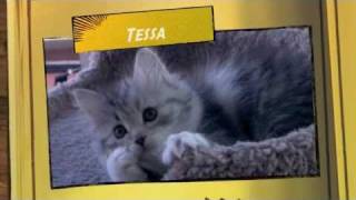 Siberian kittens playing by Astera Siberians 727 views 13 years ago 1 minute
