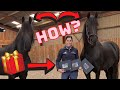 Queen Uniek and daughter Eefje unboxing the awesome present. Friesian Horses
