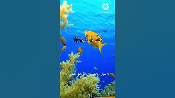 الشيخ محمد عبد الوهاب الطنطاوى. نوادر اجمل ما قراء ممتاز. سوره طه.٢٠٠٢.