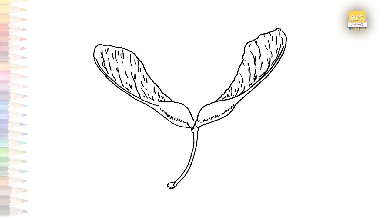 Maple Seeds drawing Maple Seeds How to draw Maple Seeds step by