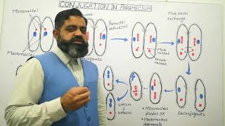 Conjugation in Paramecium Urdu /Hindi medium @prof.masoodfuzail#reproductioninparamecium