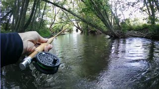 Ultimate Showdown: FIBERGLASS vs BAMBOO fly rod for Dry Fly Fishing by The Creative Angler 454 views 2 weeks ago 12 minutes, 51 seconds