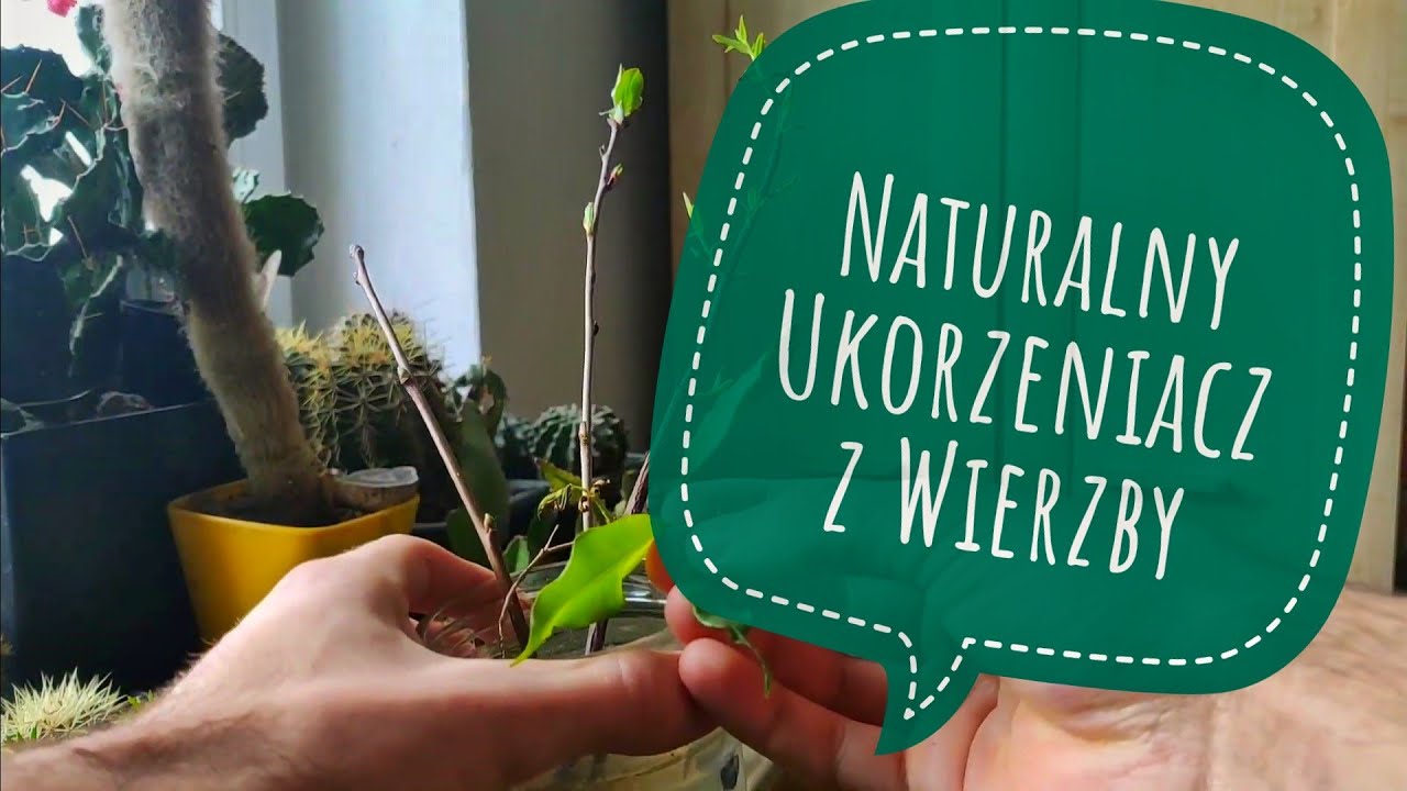 Naturalny ukorzeniacz z wierzby cz. 3 Mity i legendy świata roślin