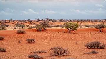 Sounds of the Kalahari desert at dawn