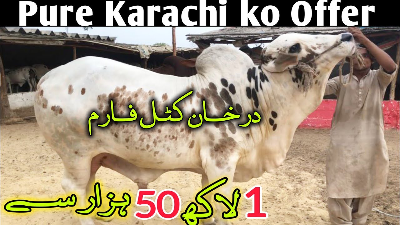 exclusive-offer-karachi-mein-qurbani-ka-janwar-sirf-1-lakh-50-hazar-se