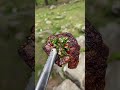 Cooking in the Forest! #shorts