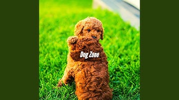 Pulsating Ambiance for Dogs Taking It Easy