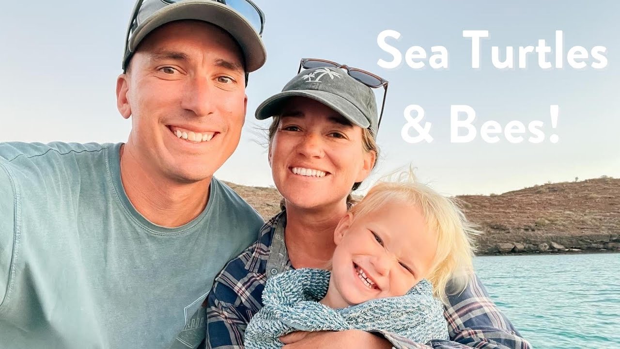 Swimming With Sea Turtles; Getting Attacked By Bees!!! | Sailing The Sea Of Cortez