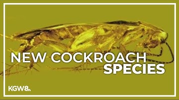 Oregon State researcher discovers new cockroach species
