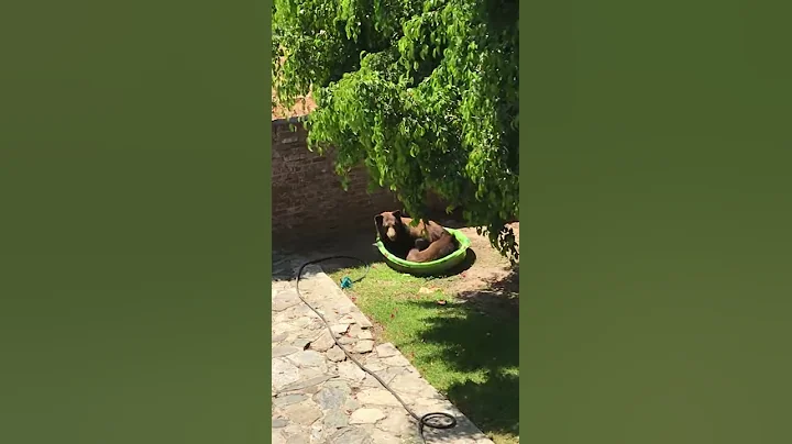 Mama Bear and Cubs Hanging Out in Kiddie Pool || ViralHog