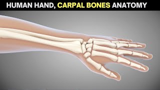 Human bone anatomy ( carpal bones)