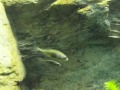 さいたま水族館：ムサシトミヨ の動画、YouTube動画。