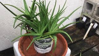 AL580 - Aloe Vera - Barbados Aloe - Young Plants in Pot - October 9, 2020