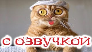 Ржал до слез😹приколы с животными