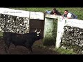 Hf  best dangerous bulls  terceira island  azores  portugal